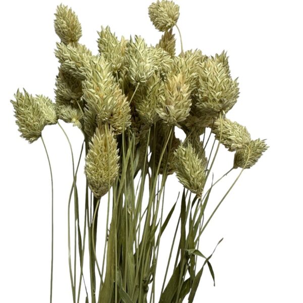 Dry Phalaris natural green bunch