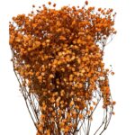 Preserved orange Gypsophila