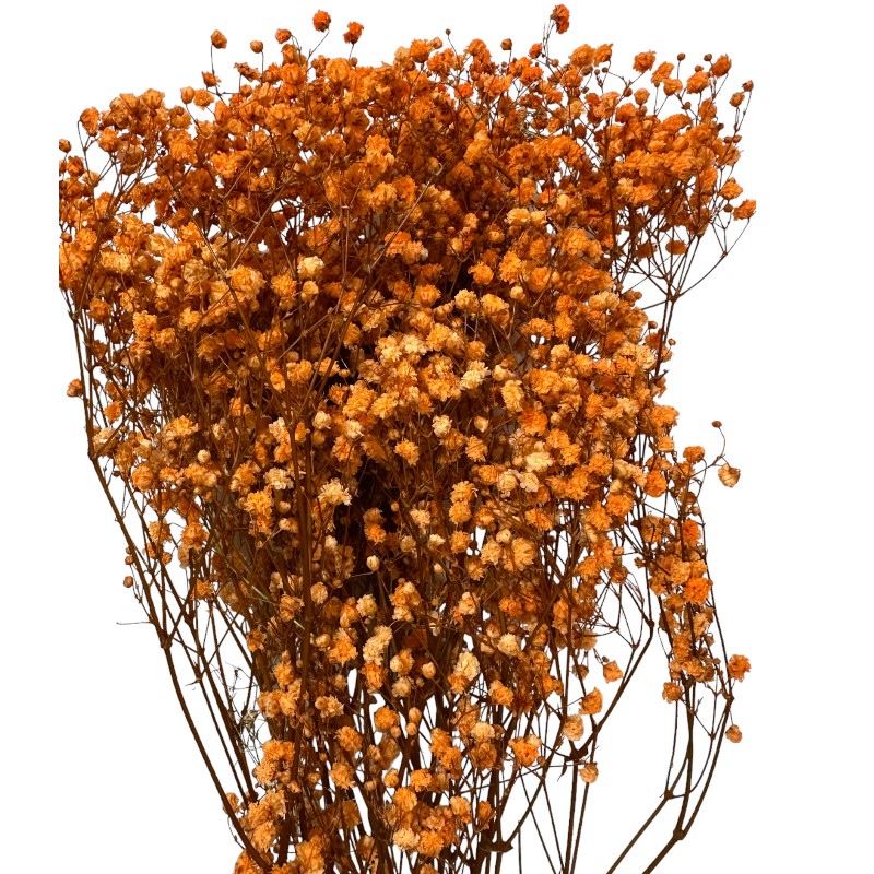 Preserved orange Gypsophila