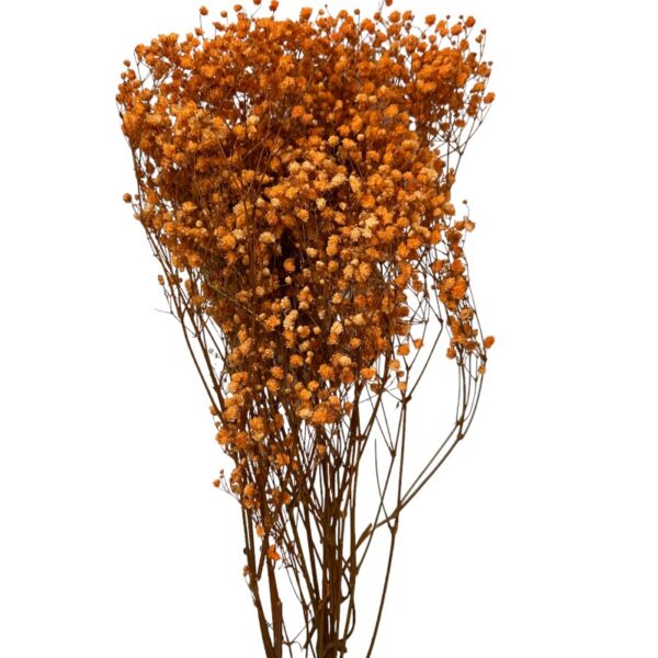 Preserved orange Gypsophila - Image 2