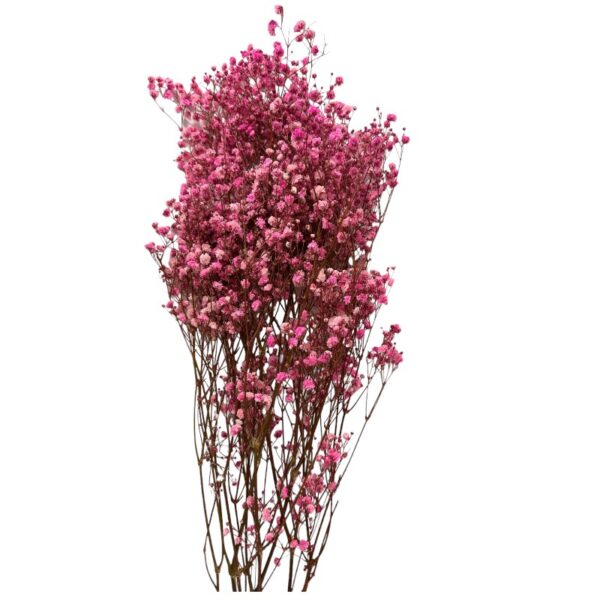 Preserved pink Gypsophila - Image 2