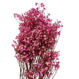 Preserved pink Gypsophila