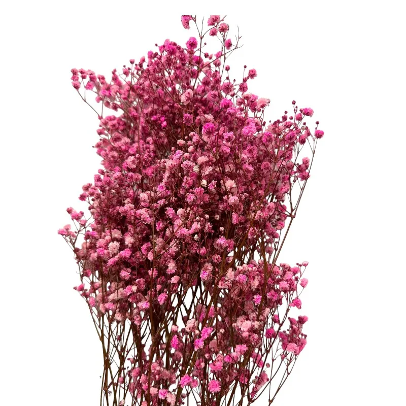 Preserved pink Gypsophila