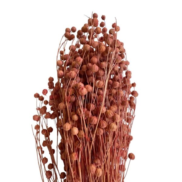 Dry pink color Linum