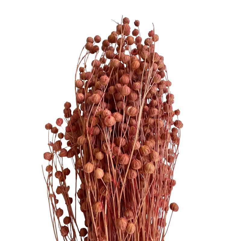 Dry pink color Linum