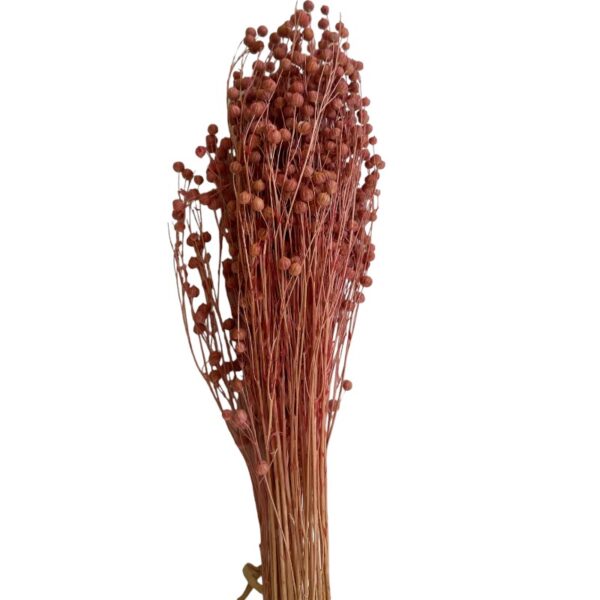 Dry pink color Linum - Image 2