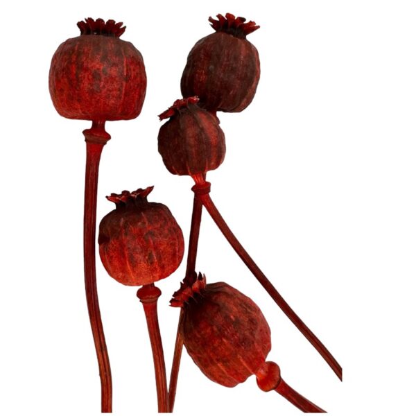 Bunch of red dry poppy pods.