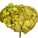 Preserved Hydrangea yellow - Image 2