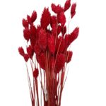 Dry Phalaris red bunch