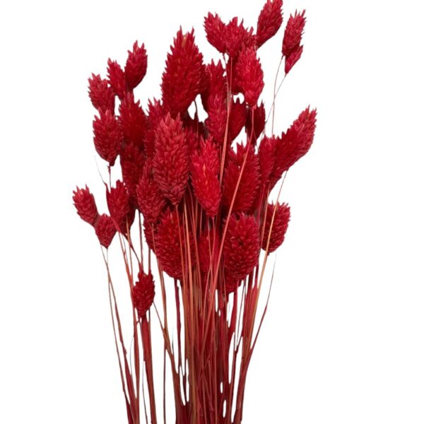 Dry Phalaris red bunch