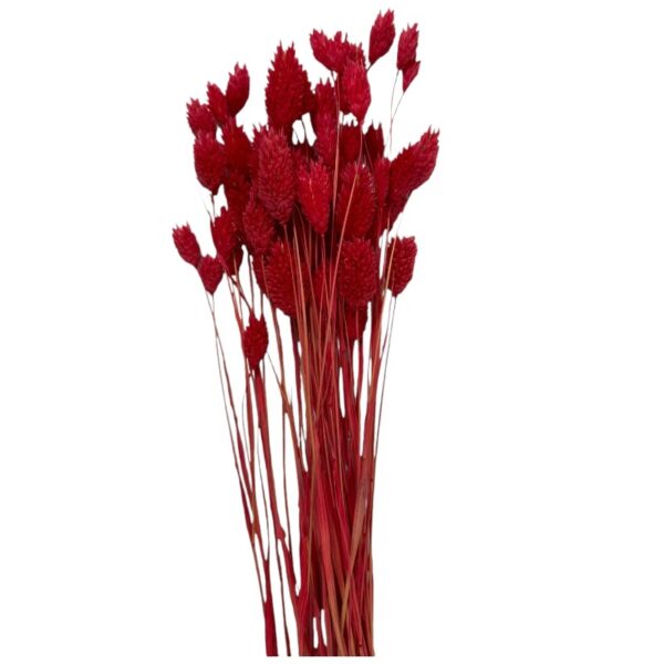 Dry Phalaris red - Image 2