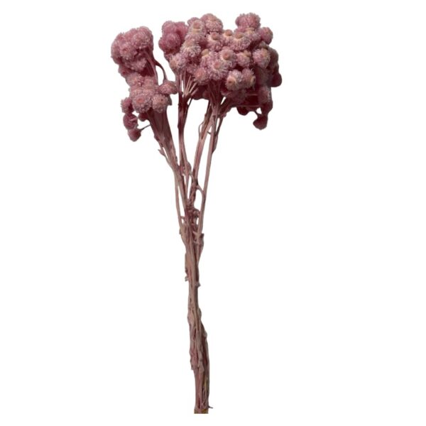 Preserved Sempervivum pink - Image 2