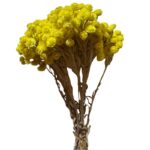 Preserved Sempervivum yellow - Image 2
