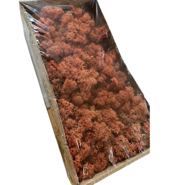 Preserved box Finnish terracotta - Image 3