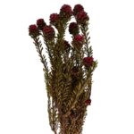 Preserved Tortum femelle burgundy - Image 2