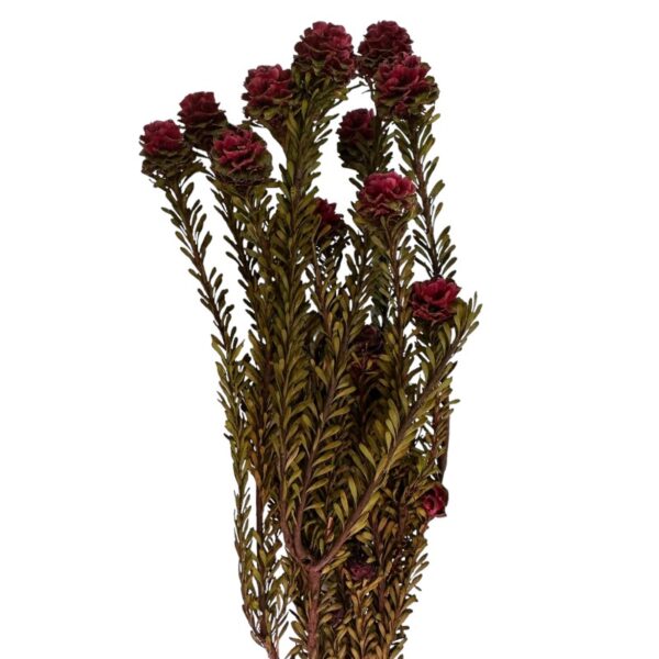 Preserved Tortum femelle burgundy - Image 2