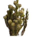 Preserved Tortum femelle green - Image 2