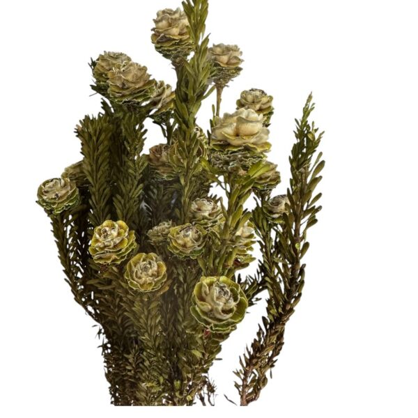 Preserved Tortum femelle green - Image 2