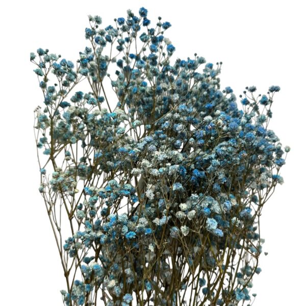 Preserved turquoise Gypsophila