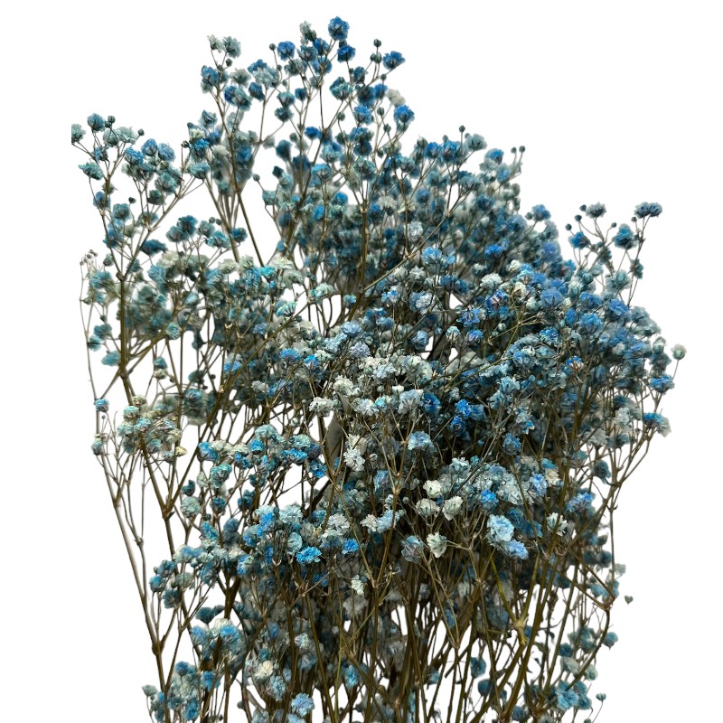 Preserved turquoise Gypsophila