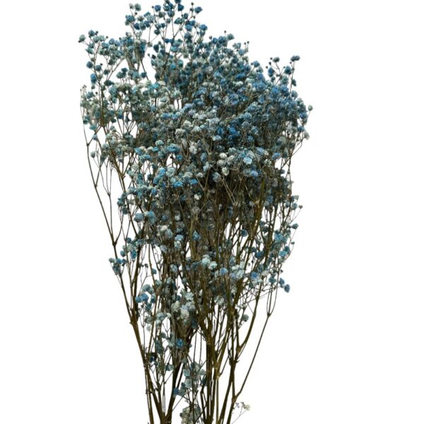 Preserved turquoise Gypsophila - Image 2