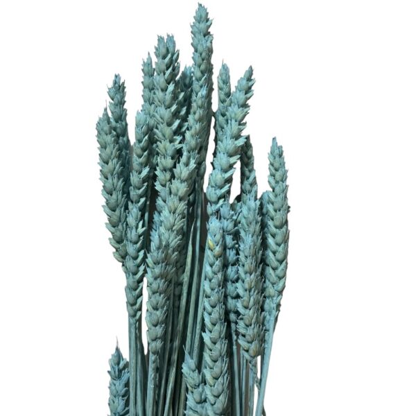 Dry Wheat blue - Image 3