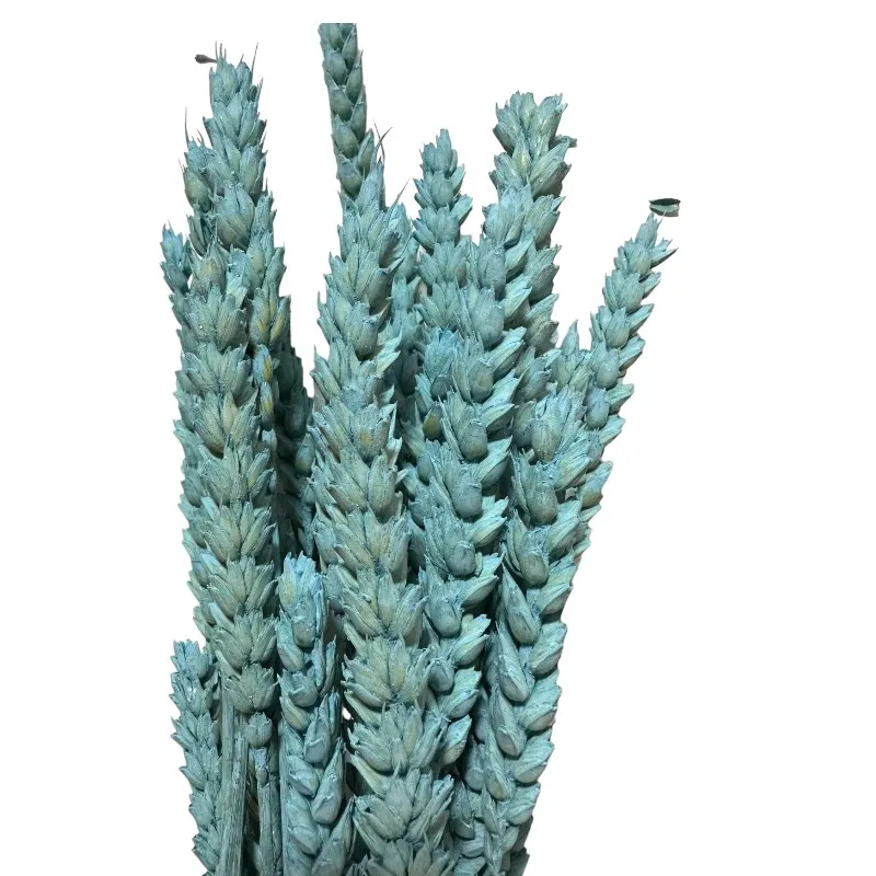 Dry Wheat blue 1 bunch