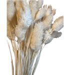 Dry Phalaris white bunch
