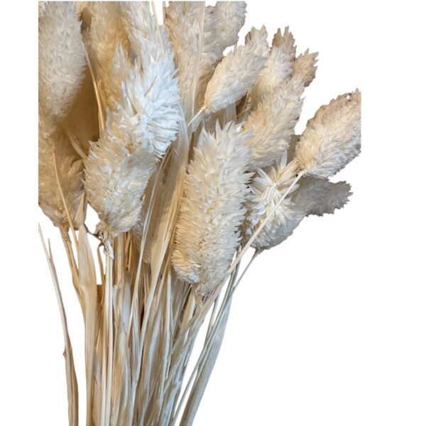Dry Phalaris white bunch