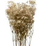Preserved white Gypsophila