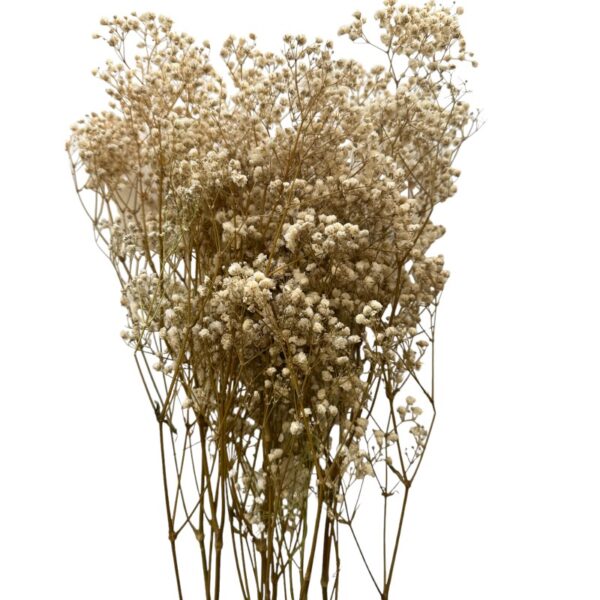 Preserved white Gypsophila