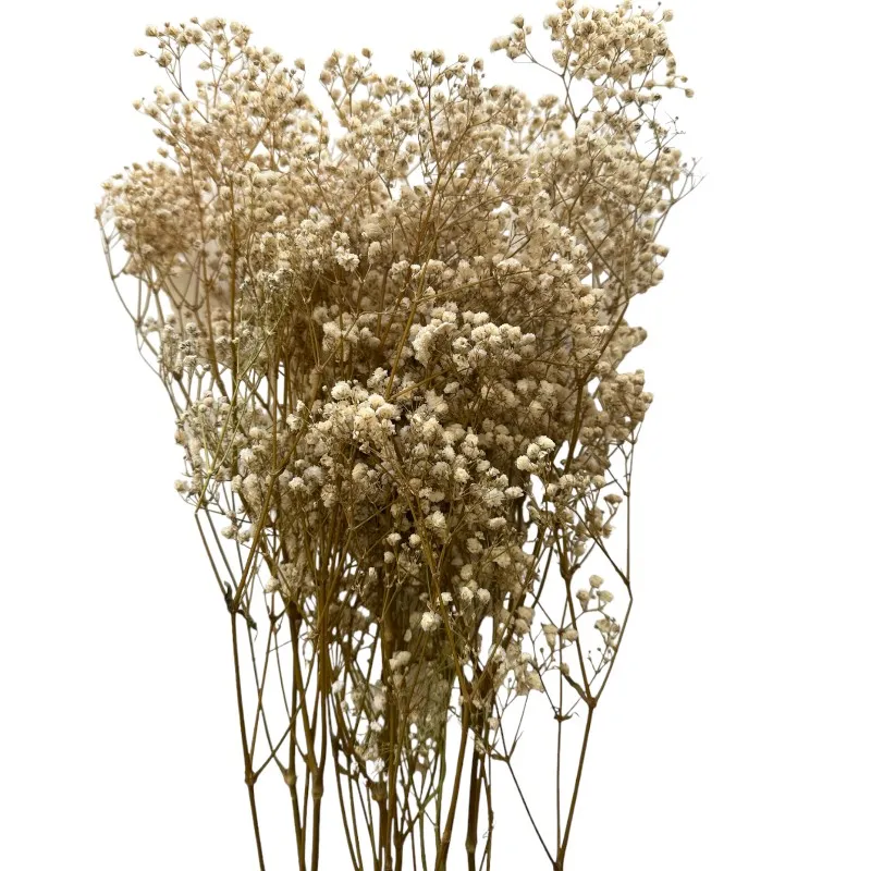Preserved white Gypsophila