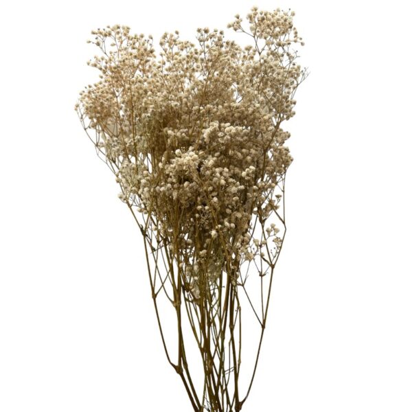 Preserved white Gypsophila - Image 2