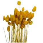 Dry Phalaris yellow bunch