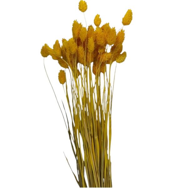 Dry Phalaris yellow - Image 2