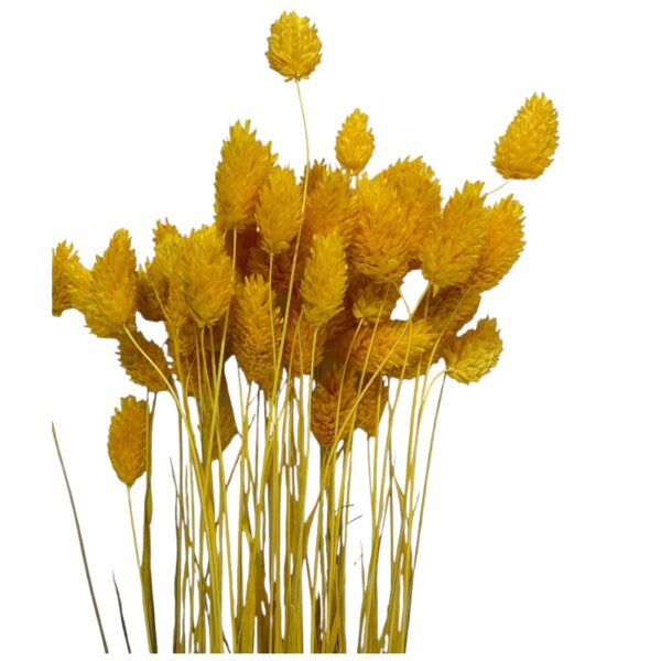 Dry Phalaris yellow bunch