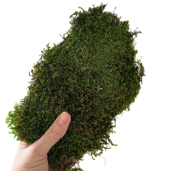 Verdissimo flat moss 2.5kg - Image 3