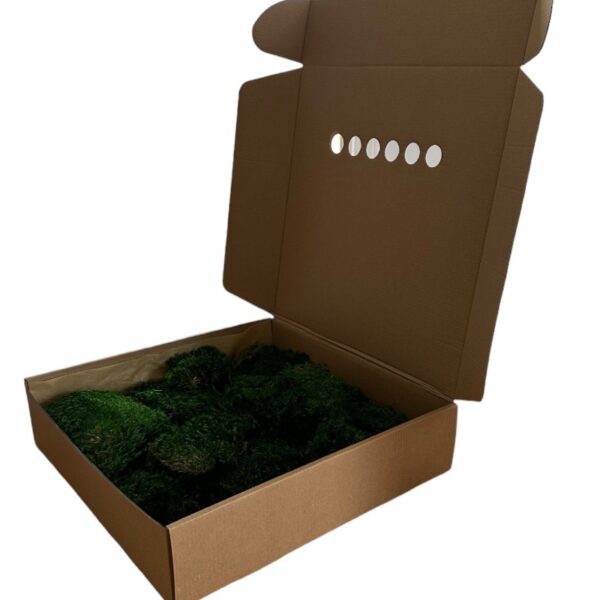 Preserved long moss - Image 6