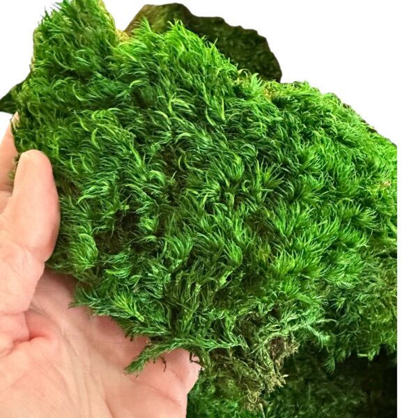 Preserved long moss - Image 4