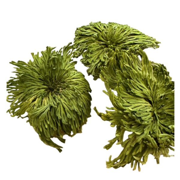 Preserved club moss - Image 4