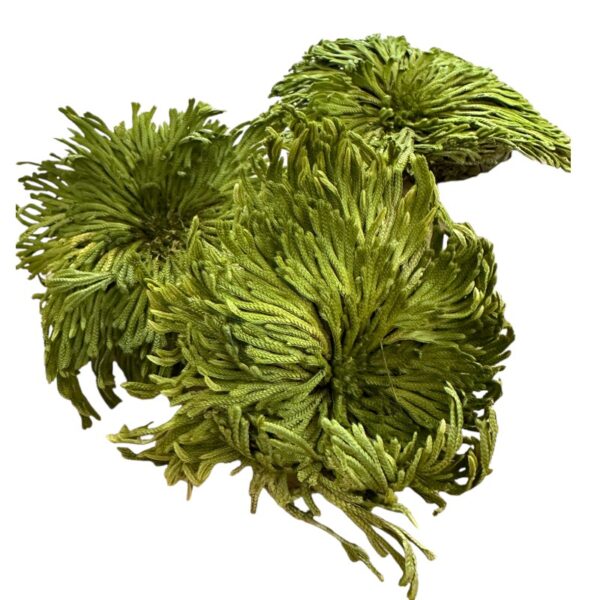 Preserved club moss