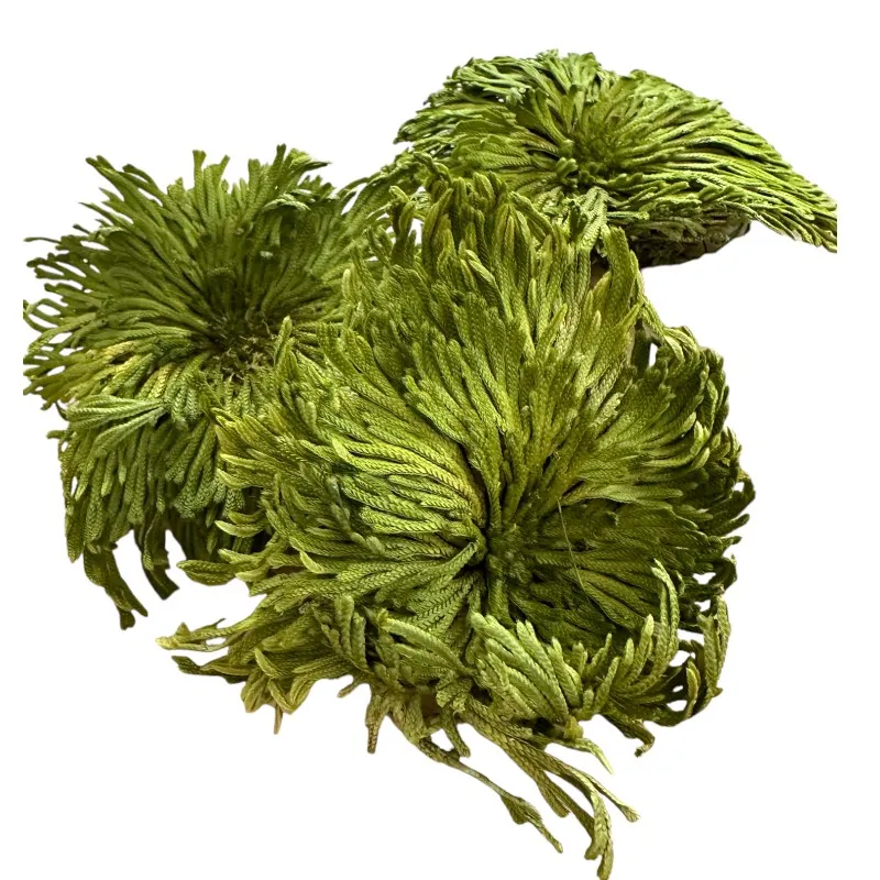 Preserved club moss