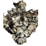 Dry black lichen moss