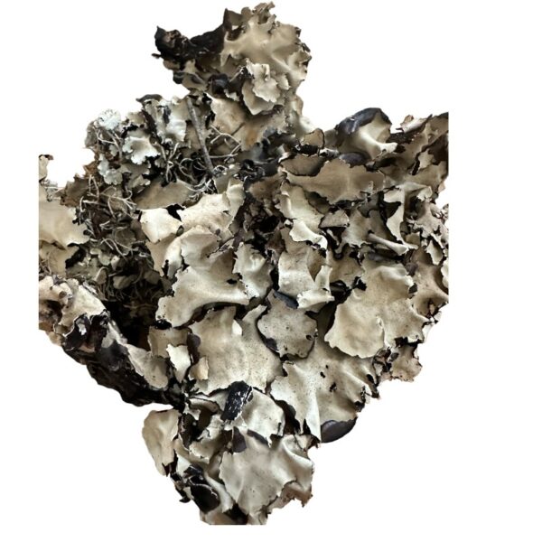 Dry black lichen moss