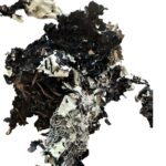 Dry black lichen moss - Image 2