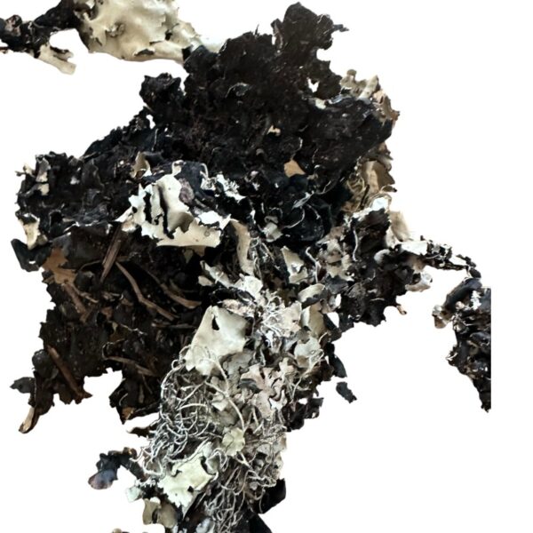 Dry black lichen moss - Image 2