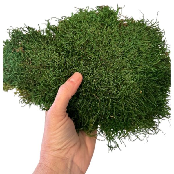 CANOPY flat bulk 3kg - Image 3