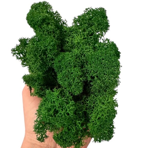 Reinder moss natural-green 5kg - Image 6