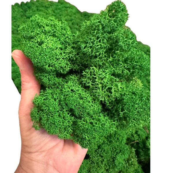 Reinder moss natural-green 5kg - Image 5