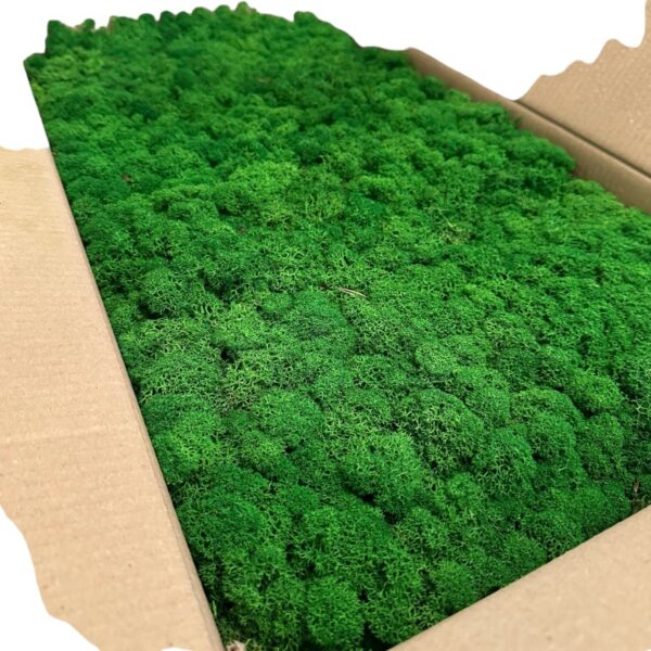 Reinder moss natural-green 5kg - Image 4